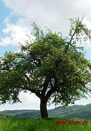 Baumzeichen Apfelbaum