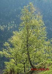 Baumzeichen Birke