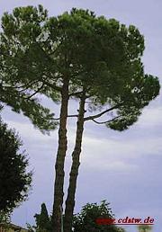 Baumzeichen Kiefer