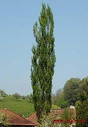 Baumzeichen Pappel