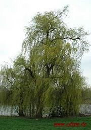 Baumzeichen Trauerweide