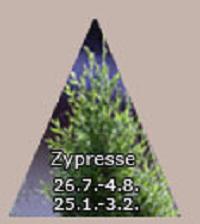 Baumkreis Zypresse